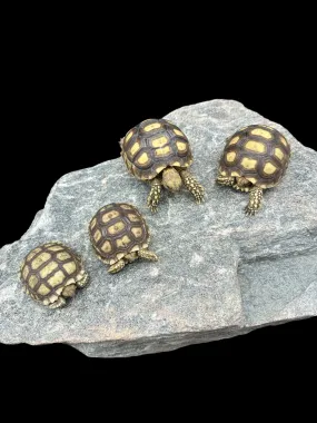 Sulcata Tortoise